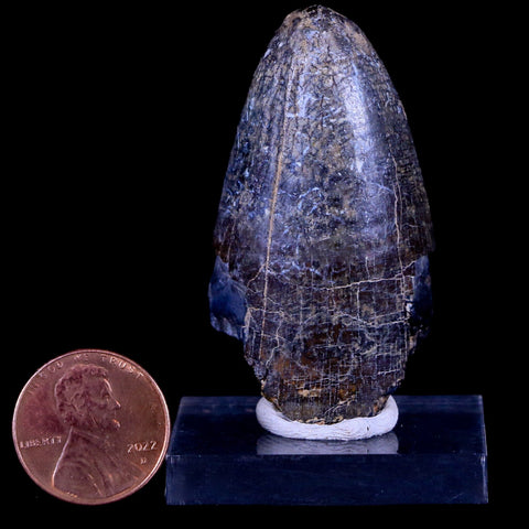 2" Sarcosuchus Imperator Crocodile Fossil Tooth Elrhaz FM Cretaceous Niger COA - Fossil Age Minerals