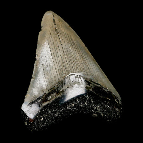 3.3" Quality Megalodon Shark Tooth Serrated Fossil Natural Miocene Age COA