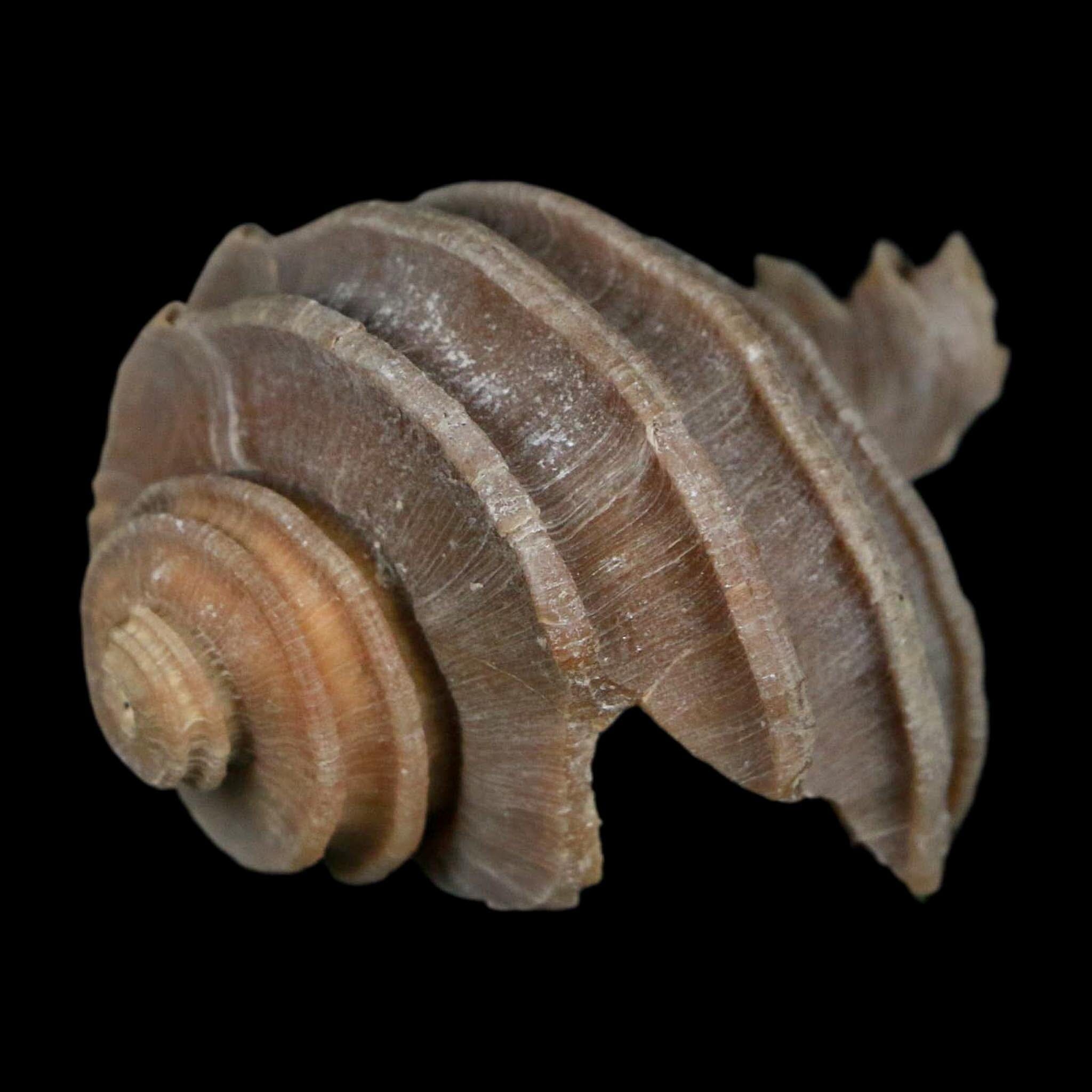 2" Ecphora Gardnerae Gastropod Fossil Shell Lee Creek Miocene Epoch North Carolina - Fossil Age Minerals
