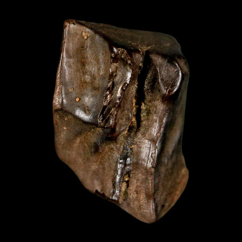 0.6" Triceratops Fossil Tooth Lance Creek FM Cretaceous Dinosaur WY COA Display - Fossil Age Minerals