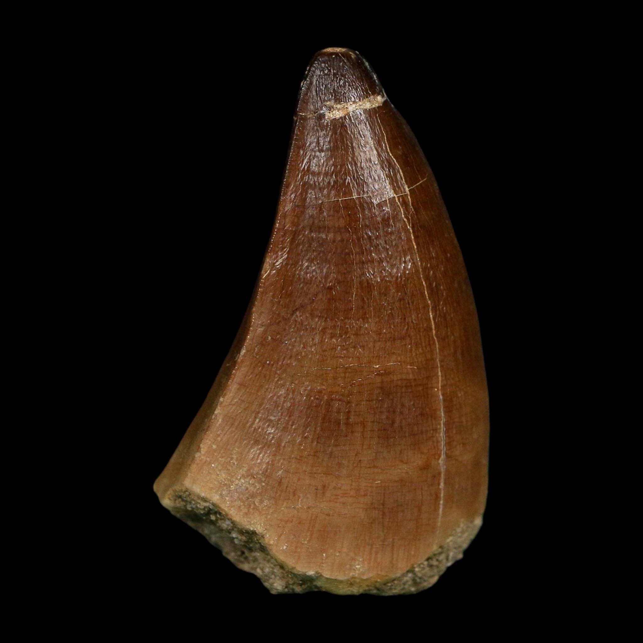 XL 2.3" Mosasaur Prognathodon Fossil Tooth Cretaceous Dinosaur Era COA, Stand - Fossil Age Minerals