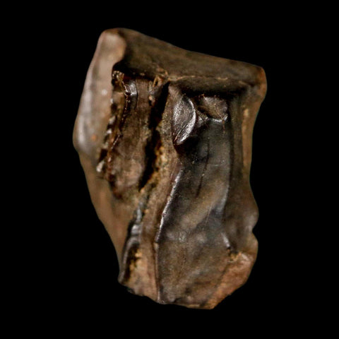 0.6" Triceratops Fossil Tooth Lance Creek FM Cretaceous Dinosaur WY COA Display - Fossil Age Minerals