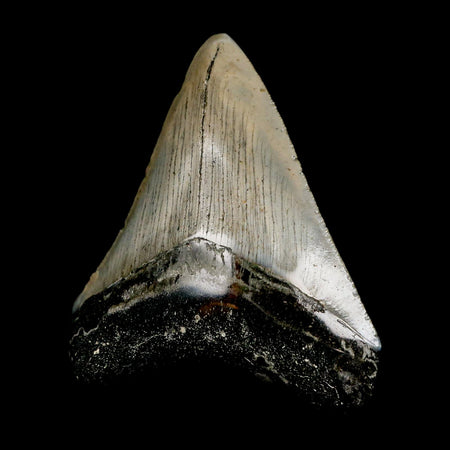 3.3" Quality Megalodon Shark Tooth Serrated Fossil Natural Miocene Age COA