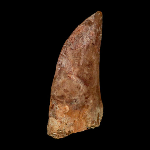 XL 3.1" Carcharodontosaurus Serrated Fossil Tooth Cretaceous Theropod Dinosaur COA - Fossil Age Minerals