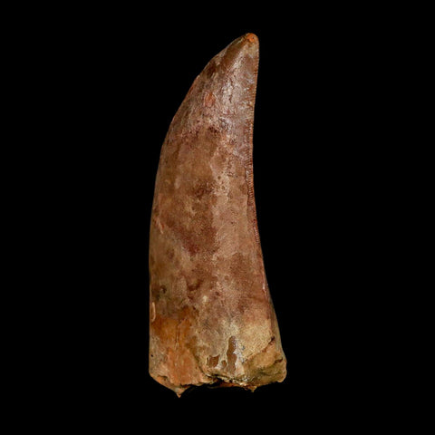 XL 3.1" Carcharodontosaurus Serrated Fossil Tooth Cretaceous Theropod Dinosaur COA - Fossil Age Minerals