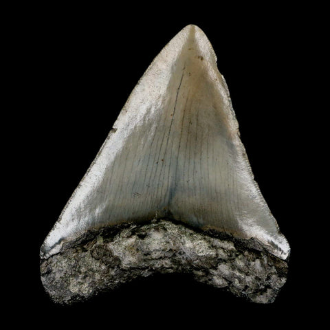 3.3" Quality Megalodon Shark Tooth Serrated Fossil Natural Miocene Age COA