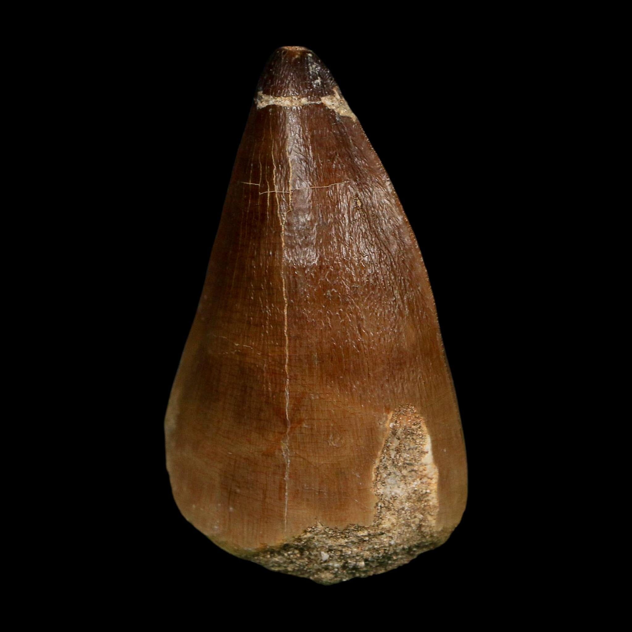 XL 2.3" Mosasaur Prognathodon Fossil Tooth Cretaceous Dinosaur Era COA, Stand - Fossil Age Minerals