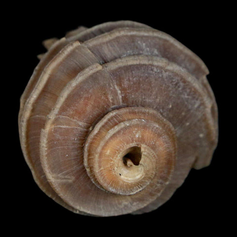 2" Ecphora Gardnerae Gastropod Fossil Shell Lee Creek Miocene Epoch North Carolina - Fossil Age Minerals