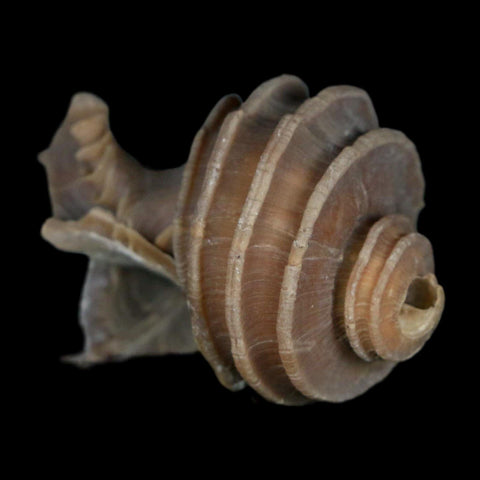 2" Ecphora Gardnerae Gastropod Fossil Shell Lee Creek Miocene Epoch North Carolina - Fossil Age Minerals