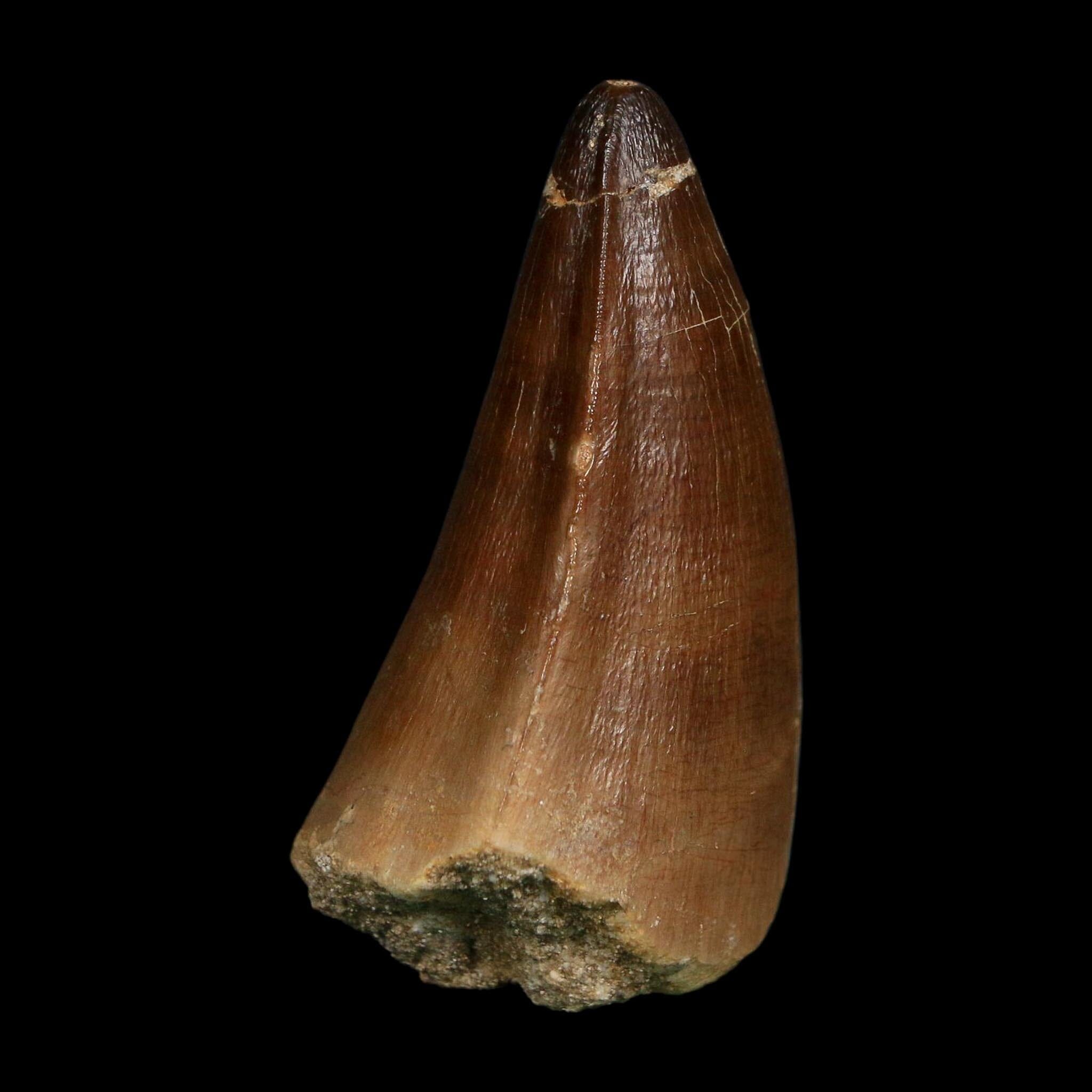 XL 2.3" Mosasaur Prognathodon Fossil Tooth Cretaceous Dinosaur Era COA, Stand - Fossil Age Minerals