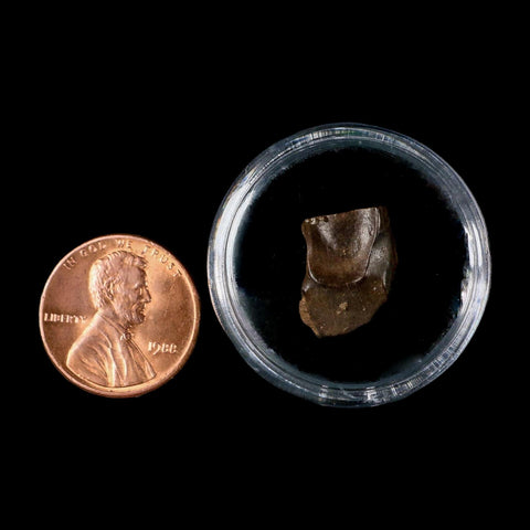 0.6" Triceratops Fossil Tooth Lance Creek FM Cretaceous Dinosaur WY COA Display - Fossil Age Minerals