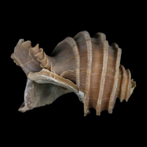 2" Ecphora Gardnerae Gastropod Fossil Shell Lee Creek Miocene Epoch North Carolina - Fossil Age Minerals