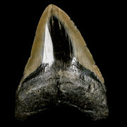 4" Quality Megalodon Shark Tooth Serrated Fossil Natural Miocene Age COA