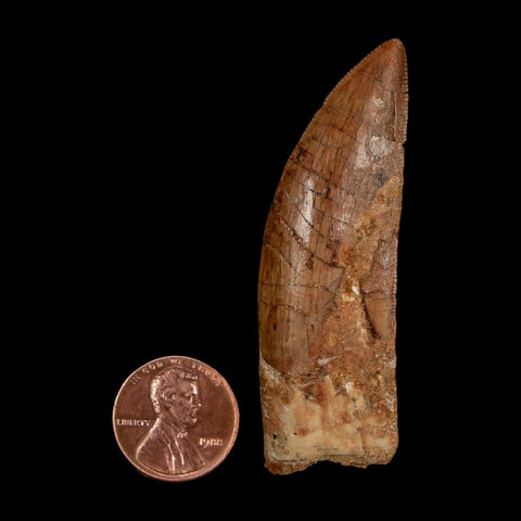 XL 2.5" Carcharodontosaurus Serrated Fossil Tooth Cretaceous Theropod Dinosaur COA - Fossil Age Minerals