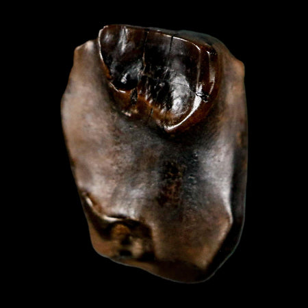 0.5" Triceratops Fossil Tooth Lance Creek FM Cretaceous Dinosaur WY COA Display