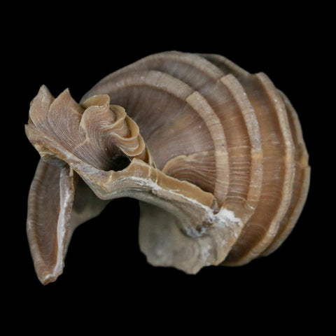 2" Ecphora Gardnerae Gastropod Fossil Shell Lee Creek Miocene Epoch North Carolina - Fossil Age Minerals