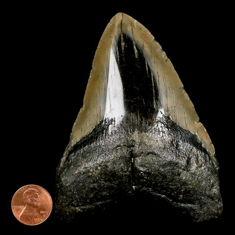 4" Quality Megalodon Shark Tooth Serrated Fossil Natural Miocene Age COA