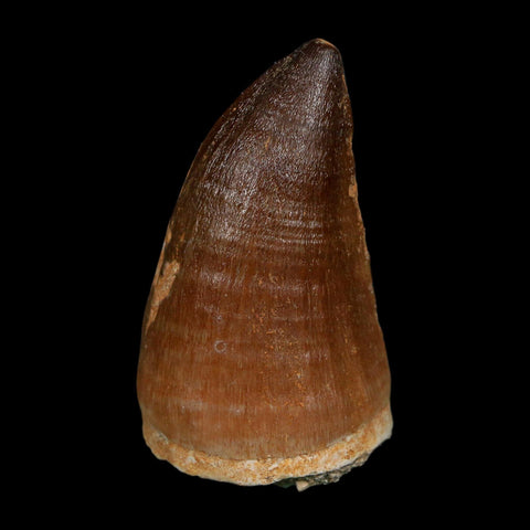 XL 2.2" Mosasaur Prognathodon Fossil Tooth Cretaceous Dinosaur Era COA, Stand