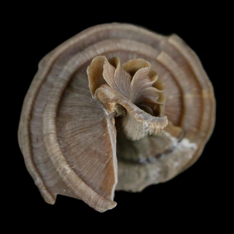 2" Ecphora Gardnerae Gastropod Fossil Shell Lee Creek Miocene Epoch North Carolina - Fossil Age Minerals