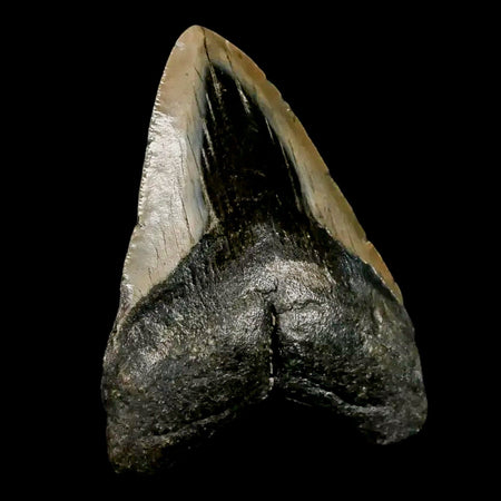 4" Quality Megalodon Shark Tooth Serrated Fossil Natural Miocene Age COA