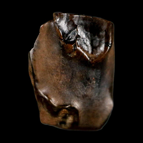 0.5" Triceratops Fossil Tooth Lance Creek FM Cretaceous Dinosaur WY COA Display - Fossil Age Minerals