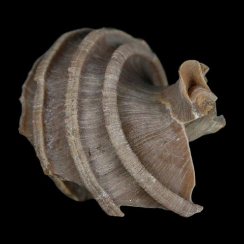 2" Ecphora Gardnerae Gastropod Fossil Shell Lee Creek Miocene Epoch North Carolina - Fossil Age Minerals