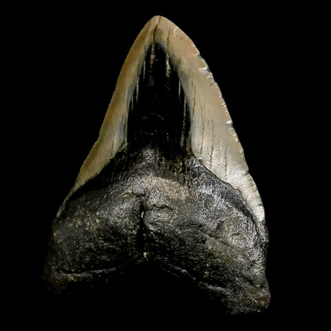 4" Quality Megalodon Shark Tooth Serrated Fossil Natural Miocene Age COA