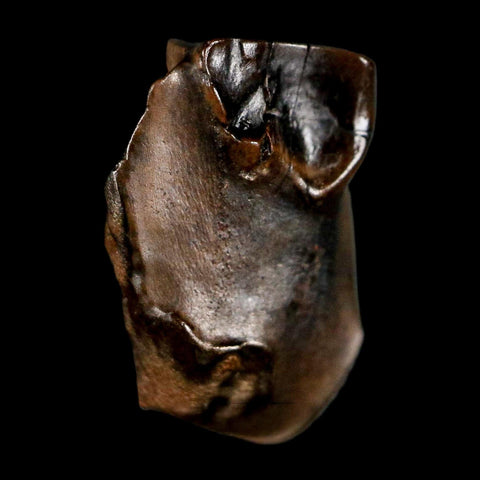 0.5" Triceratops Fossil Tooth Lance Creek FM Cretaceous Dinosaur WY COA Display - Fossil Age Minerals