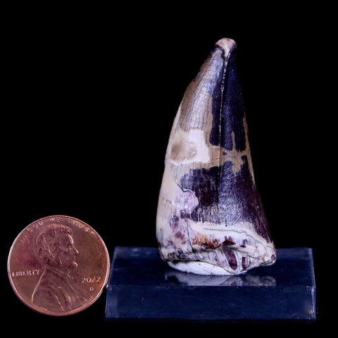 1.7" Sarcosuchus Imperator Crocodile Fossil Tooth Elrhaz FM Cretaceous Niger COA - Fossil Age Minerals