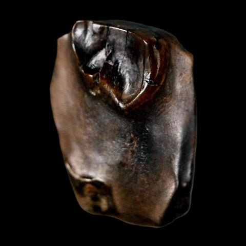 0.5" Triceratops Fossil Tooth Lance Creek FM Cretaceous Dinosaur WY COA Display - Fossil Age Minerals