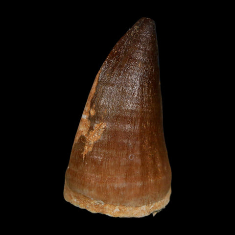 XL 2.2" Mosasaur Prognathodon Fossil Tooth Cretaceous Dinosaur Era COA, Stand