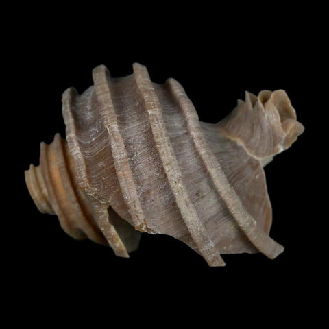 2" Ecphora Gardnerae Gastropod Fossil Shell Lee Creek Miocene Epoch North Carolina - Fossil Age Minerals