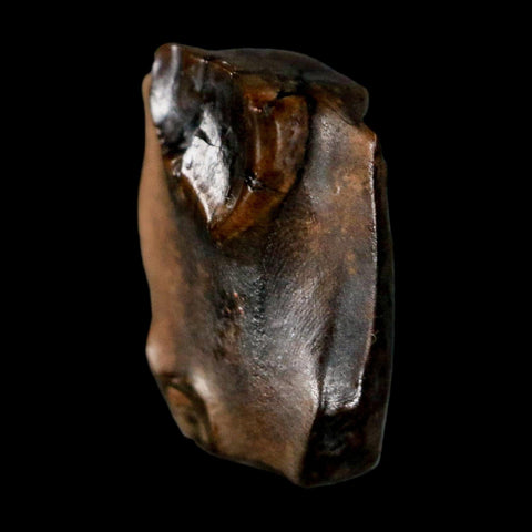 0.5" Triceratops Fossil Tooth Lance Creek FM Cretaceous Dinosaur WY COA Display - Fossil Age Minerals