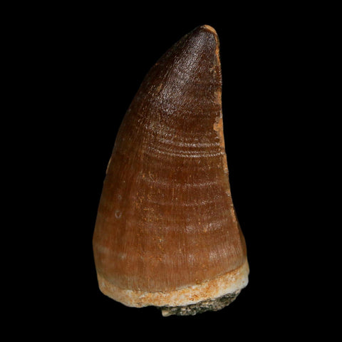 XL 2.2" Mosasaur Prognathodon Fossil Tooth Cretaceous Dinosaur Era COA, Stand