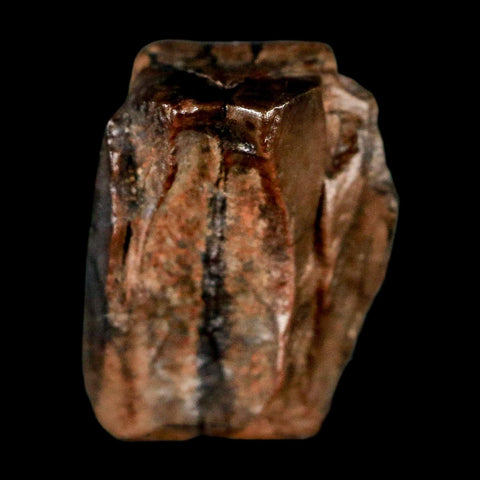 0.5" Triceratops Fossil Tooth Lance Creek FM Cretaceous Dinosaur WY COA Display - Fossil Age Minerals