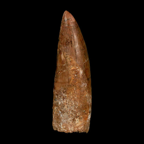 XL 2.5" Carcharodontosaurus Serrated Fossil Tooth Cretaceous Theropod Dinosaur COA - Fossil Age Minerals