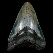 3.2" Quality Megalodon Shark Tooth Serrated Fossil Natural Miocene Age COA