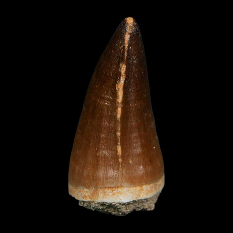 XL 2.2" Mosasaur Prognathodon Fossil Tooth Cretaceous Dinosaur Era COA, Stand