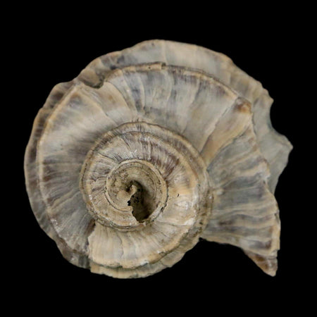 1.7" Ecphora Gardnerae Gastropod Fossil Shell Lee Creek Miocene Epoch North Carolina