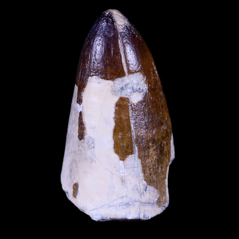 2" Sarcosuchus Imperator Crocodile Fossil Tooth Elrhaz FM Cretaceous Niger COA - Fossil Age Minerals