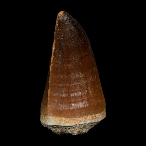 XL 2.2" Mosasaur Prognathodon Fossil Tooth Cretaceous Dinosaur Era COA, Stand