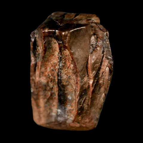 0.5" Triceratops Fossil Tooth Lance Creek FM Cretaceous Dinosaur WY COA Display - Fossil Age Minerals