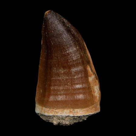 XL 2.2" Mosasaur Prognathodon Fossil Tooth Cretaceous Dinosaur Era COA, Stand