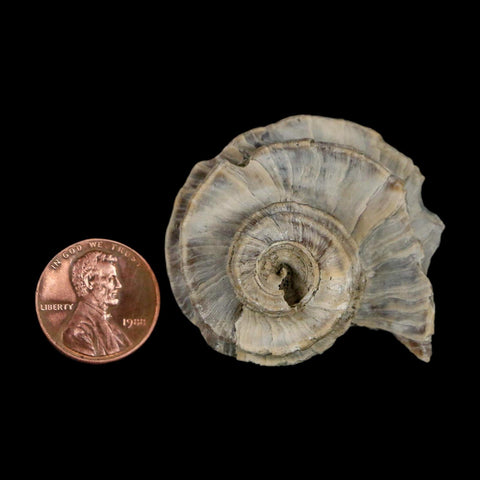 1.7" Ecphora Gardnerae Gastropod Fossil Shell Lee Creek Miocene Epoch North Carolina - Fossil Age Minerals