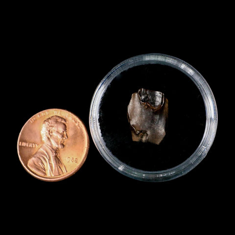 0.5" Triceratops Fossil Tooth Lance Creek FM Cretaceous Dinosaur WY COA Display - Fossil Age Minerals