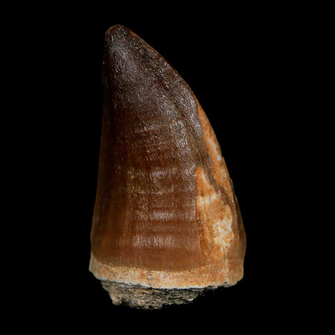 XL 2.2" Mosasaur Prognathodon Fossil Tooth Cretaceous Dinosaur Era COA, Stand