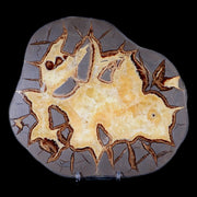 7.2" Septarian Dragon Stone Polished Slice Mineral Specimen Utah Stand