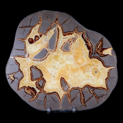 7.2" Septarian Dragon Stone Polished Slice Mineral Specimen Utah Stand - Fossil Age Minerals
