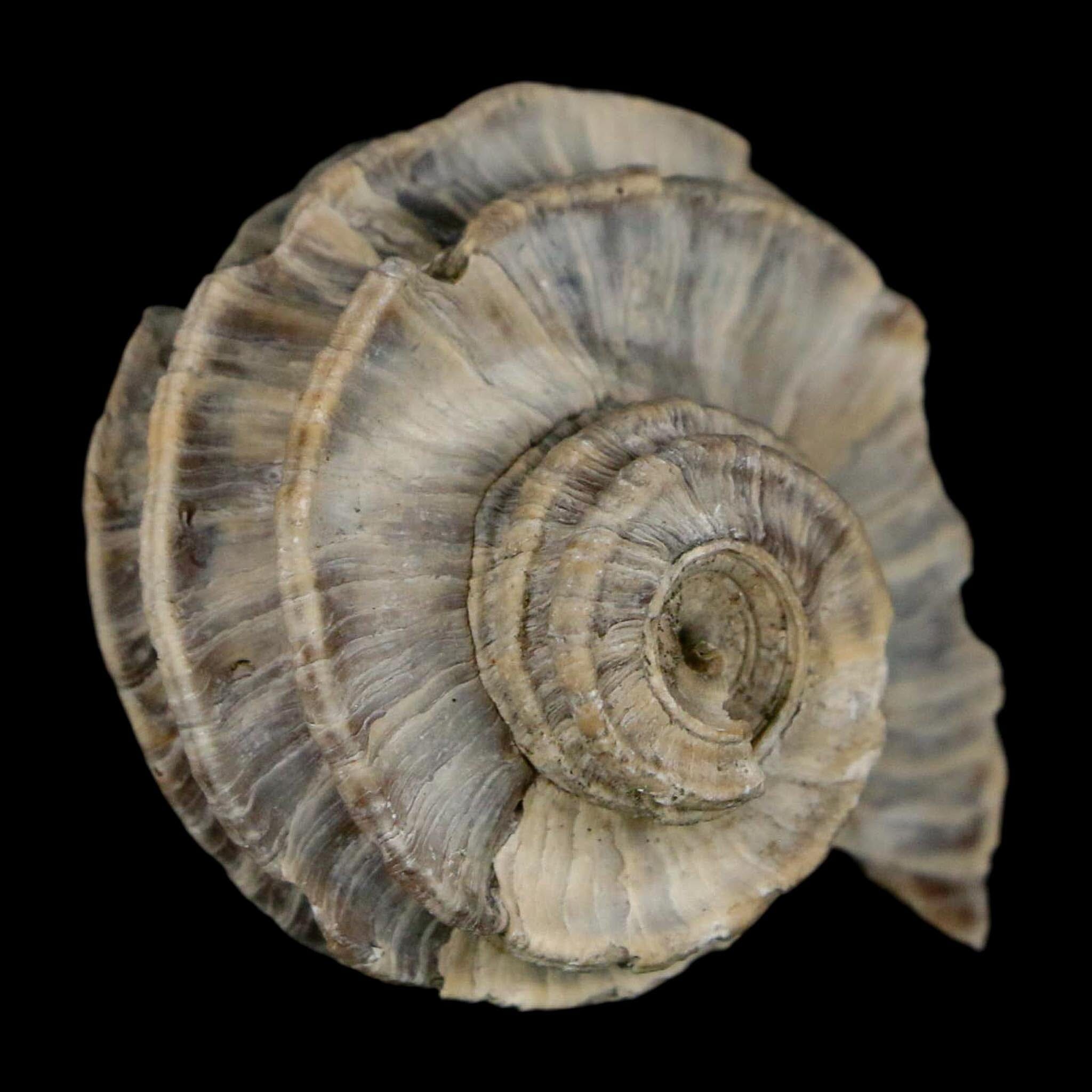 1.7" Ecphora Gardnerae Gastropod Fossil Shell Lee Creek Miocene Epoch North Carolina - Fossil Age Minerals
