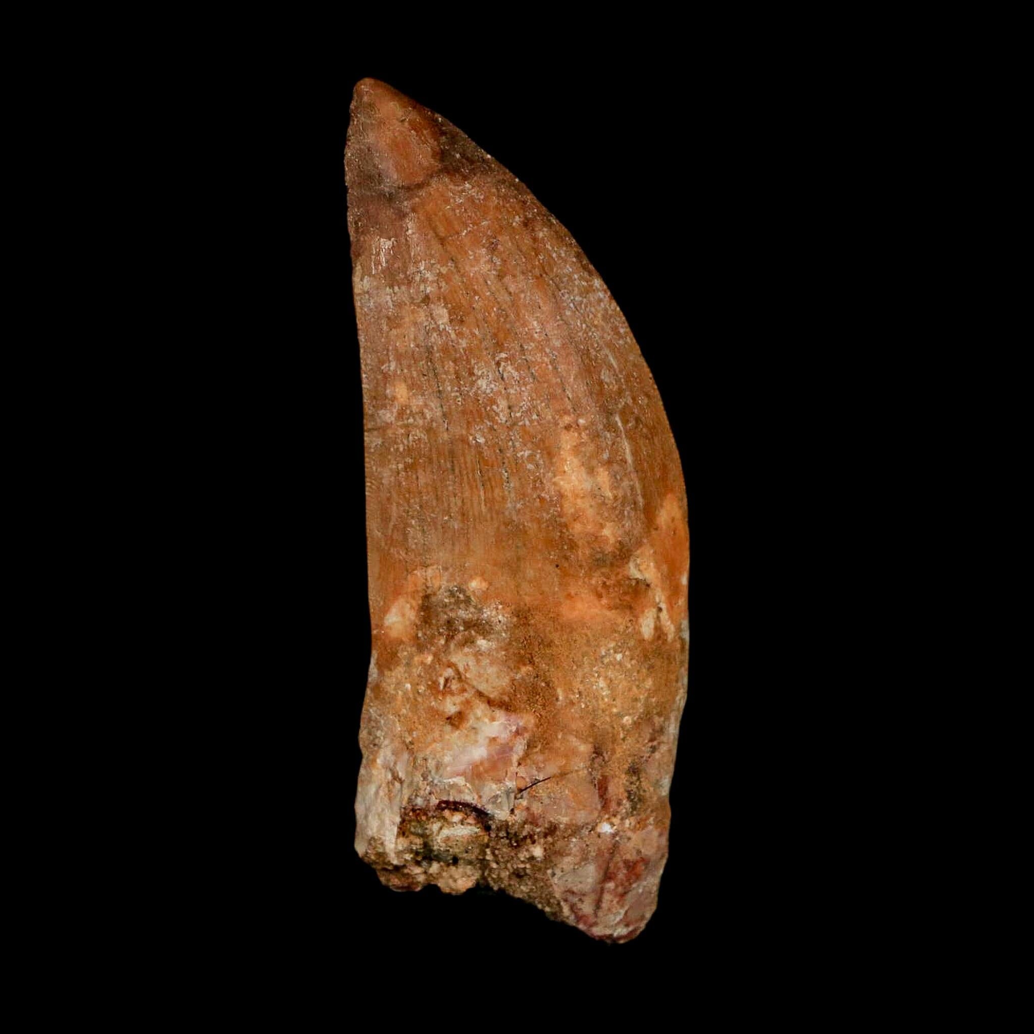 XL 2.7" Carcharodontosaurus Serrated Fossil Tooth Cretaceous Theropod Dinosaur COA - Fossil Age Minerals